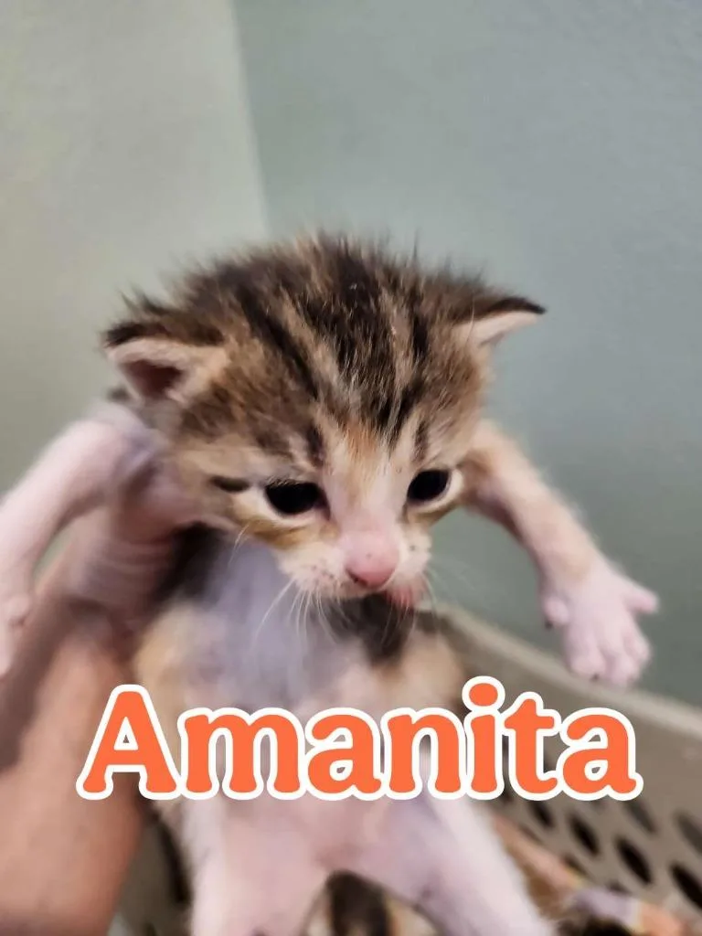 Amanita thumbnail 3