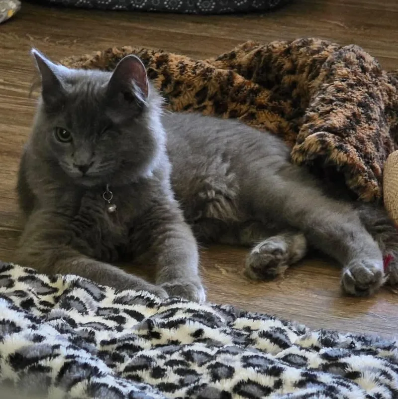 A baby medium-sized male Gray / Blue / Silver Domestic Short Hair cat named Romeo for adoption in Aberdeen, NC