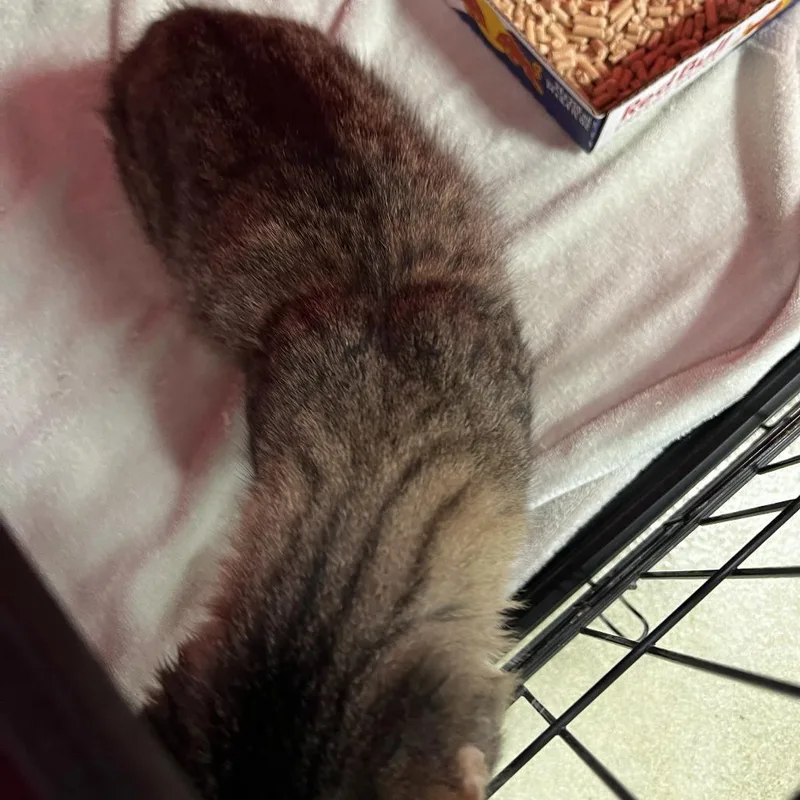 An adult medium-sized female Brown / Chocolate Domestic Short Hair cat named 72580 for adoption in Harrisonburg, VA