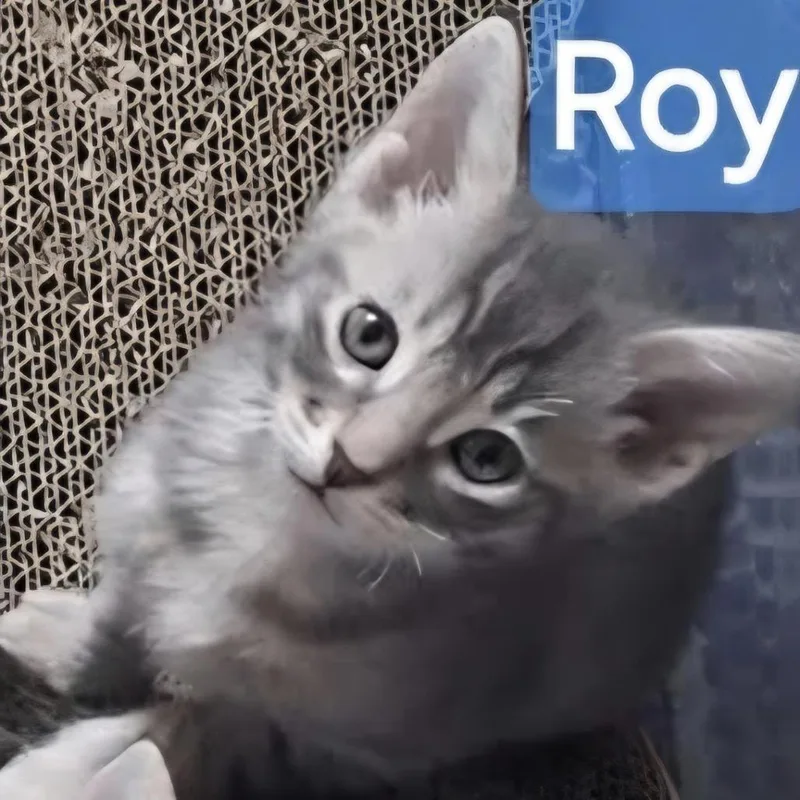 Roy