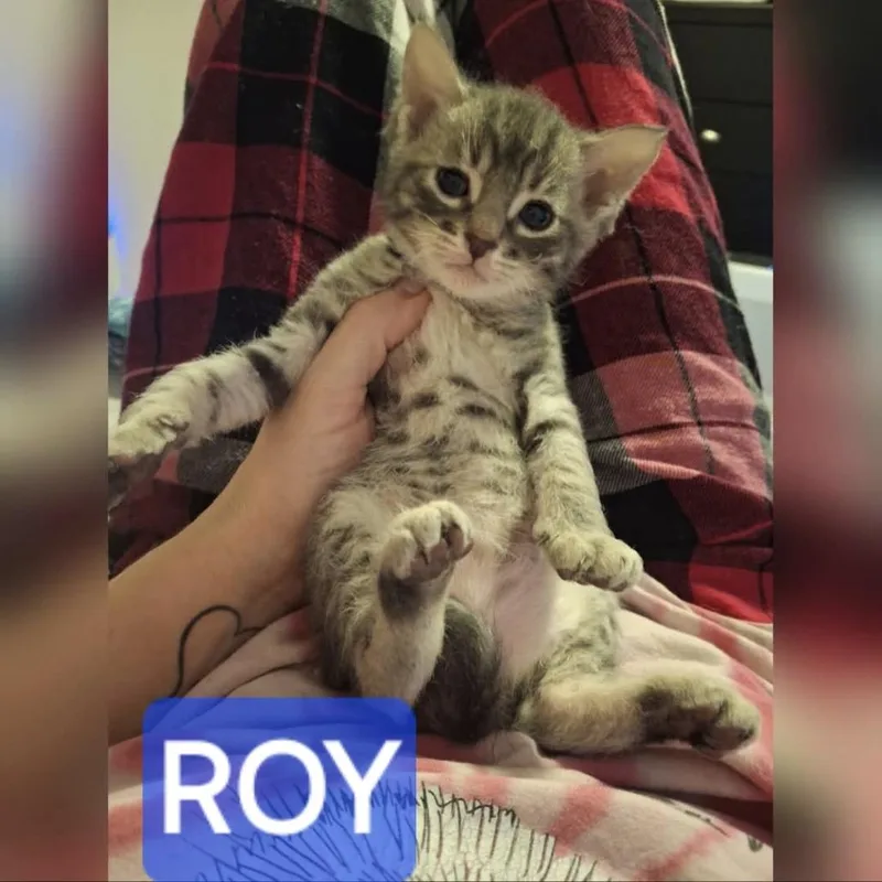 Roy thumbnail 2