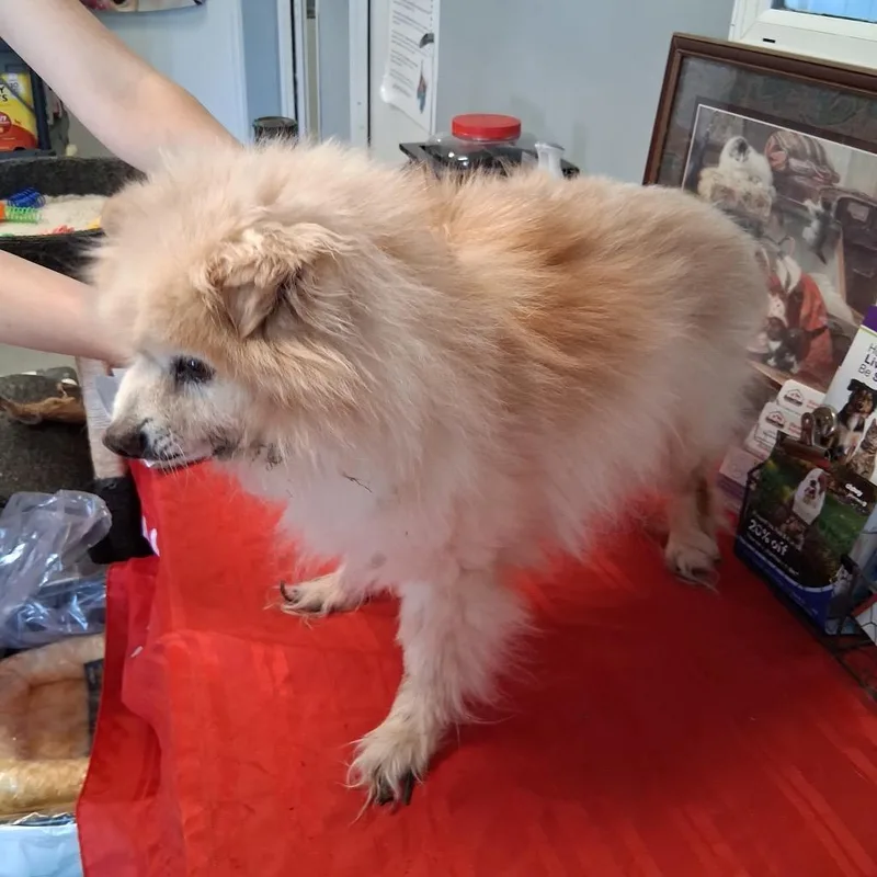 A senior medium-sized female Pomeranian dog named Khaleesi for adoption in Hartford City, IN
