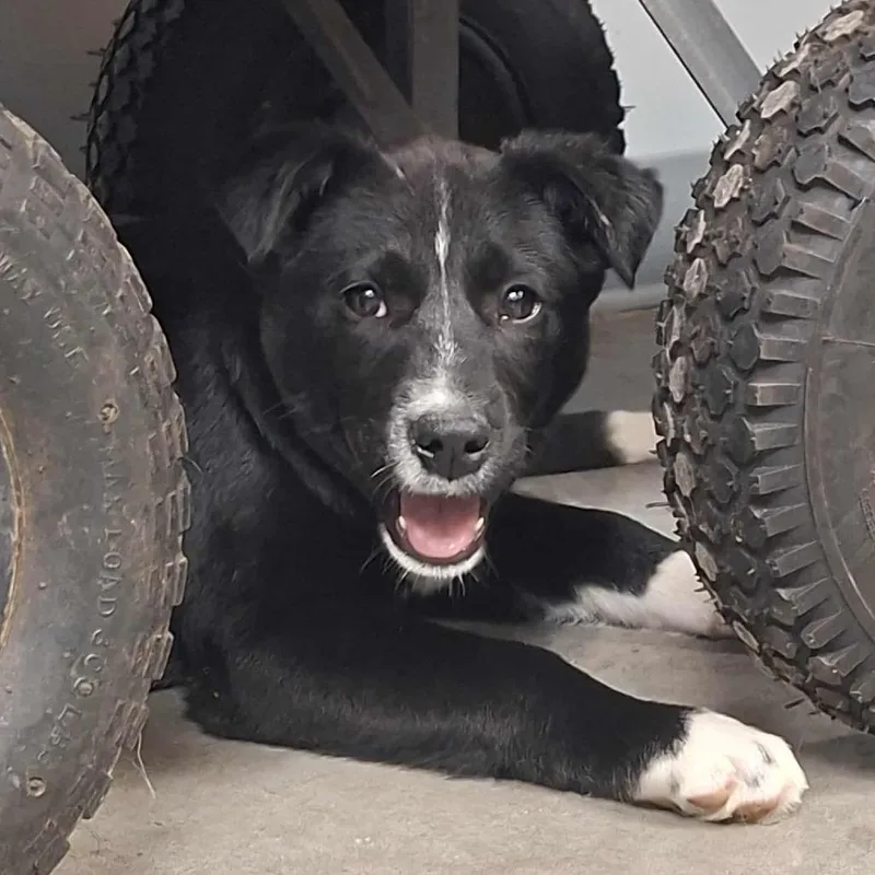 A baby small-sized male Black Bernese Mountain Dog dog named Benedict for adoption in Hannibal, MO