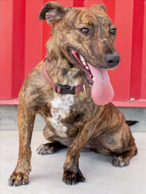A young medium-sized female Pit Bull Terrier dog named Blair for adoption in Tracy, CA