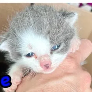 A baby small-sized male Gray / Blue / Silver Domestic Short Hair cat named Cove for adoption in Winchester, VA