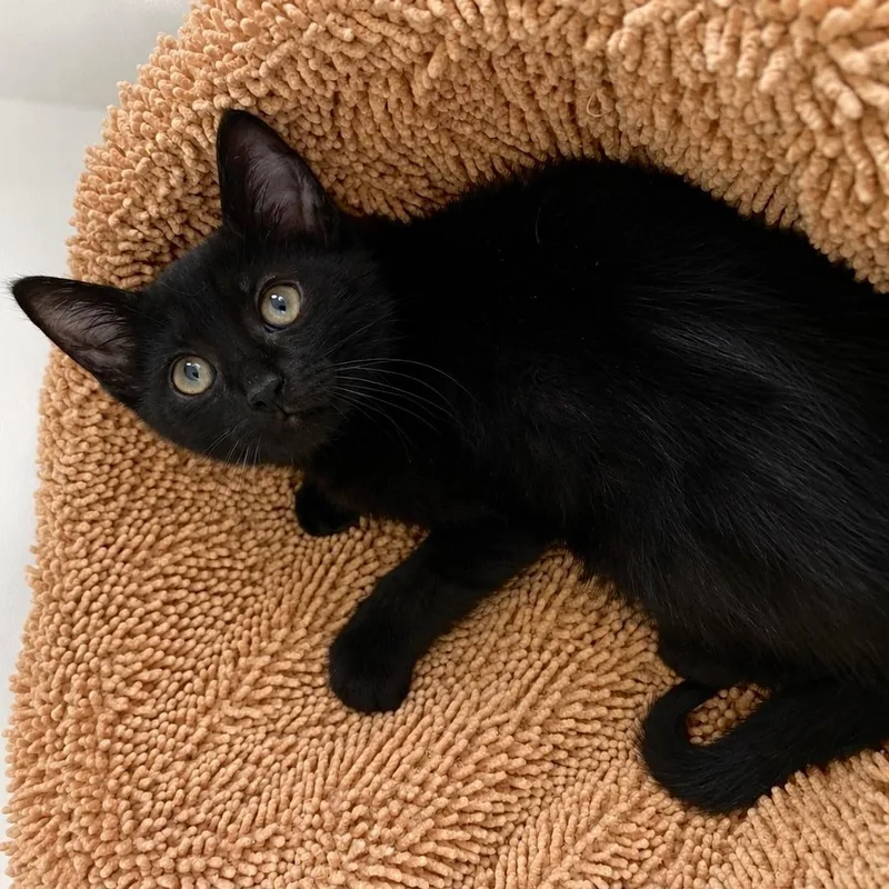 A baby medium-sized male Black Domestic Short Hair cat named Theo for adoption in Miami, FL