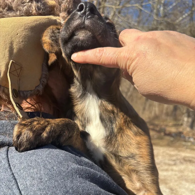 A young medium-sized female Brindle Mixed Breed dog named Paprika for adoption in Red House, WV