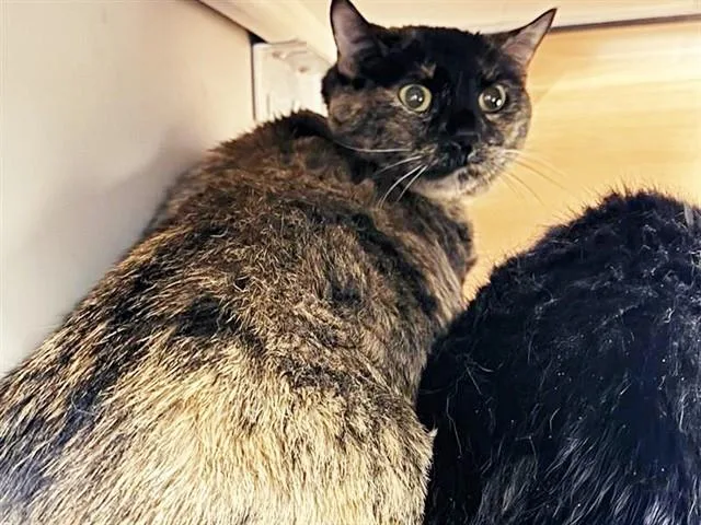 A senior large-sized female Domestic Short Hair cat named Patches for adoption in Saint Louis, MO
