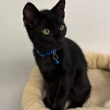 A baby small-sized male Black Domestic Short Hair cat named Johnny for adoption in Webster, TX