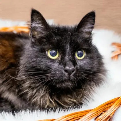 An adult medium-sized female Domestic Long Hair cat named Beary for adoption in Camano Island, WA
