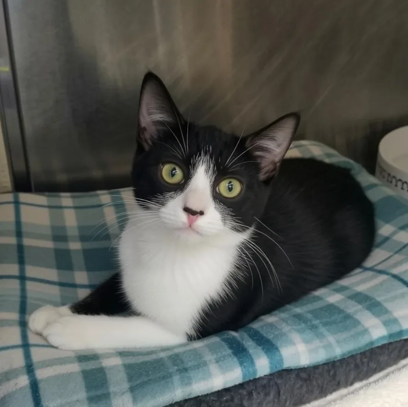 A young medium-sized female Black & White / Tuxedo Domestic Short Hair cat named Puffin for adoption in Greensburg, PA
