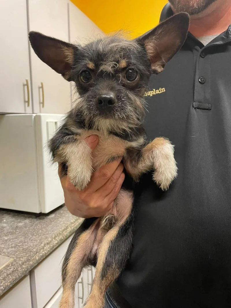 An adult small-sized male Terrier dog named Uncle Iroh for adoption in Bishopville, SC