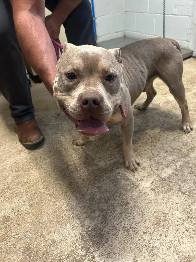 An adult medium-sized male Pit Bull Terrier dog named Yuno for adoption in Russellville, KY