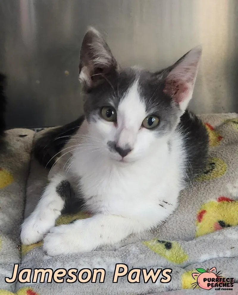A baby medium-sized male Domestic Short Hair cat named Jameson Paws for adoption in Douglasville, GA