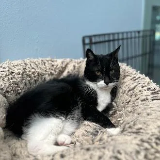 A senior medium-sized female Black Domestic Short Hair cat named Cuddles for adoption in Lakewood, CO