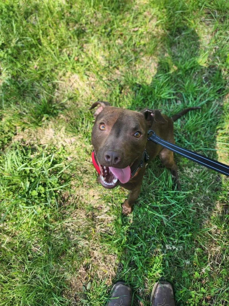 A young medium-sized male Brown / Chocolate Terrier dog named Dobie for adoption in Berea, KY