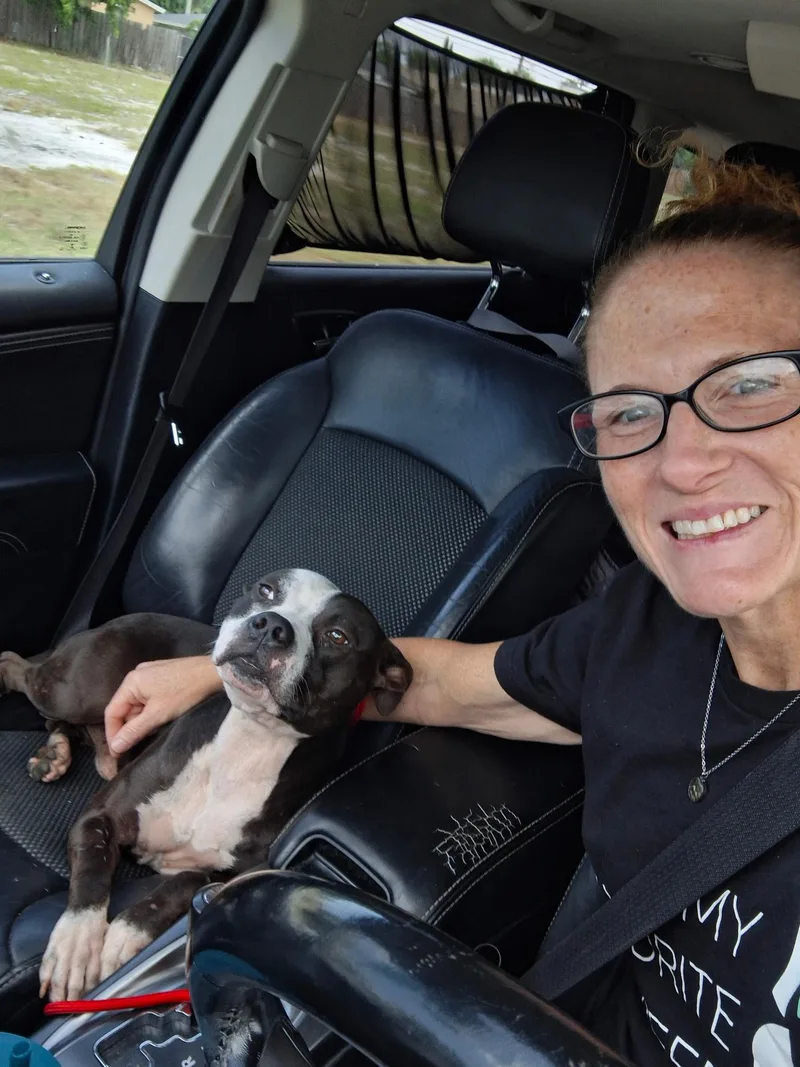 A young medium-sized male Boxer dog named Blake for adoption in Lake Worth, FL