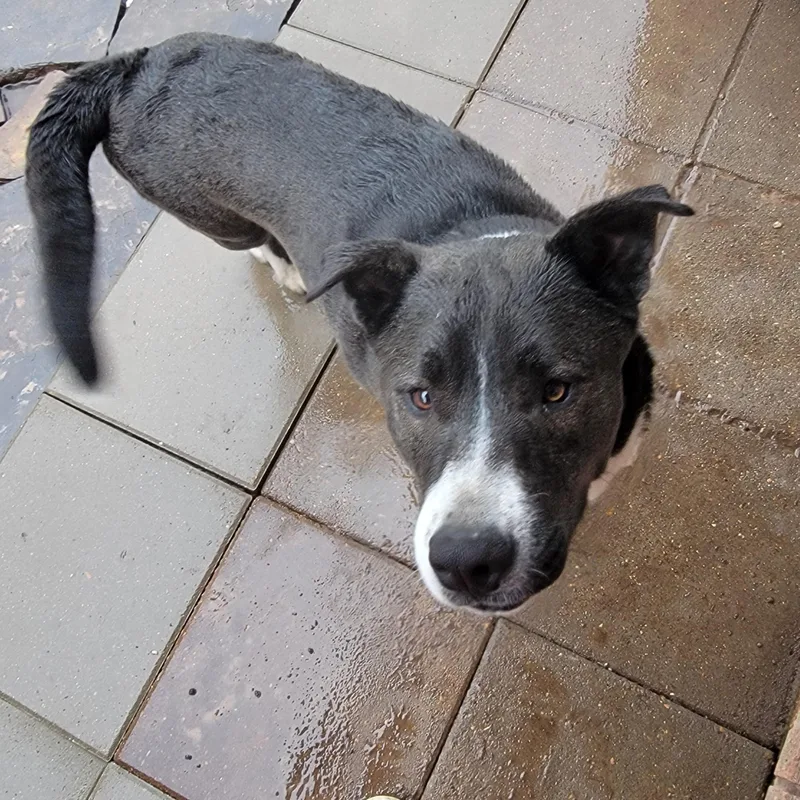 A young medium-sized male White / Cream Husky dog named Boysen for adoption in Houston, TX