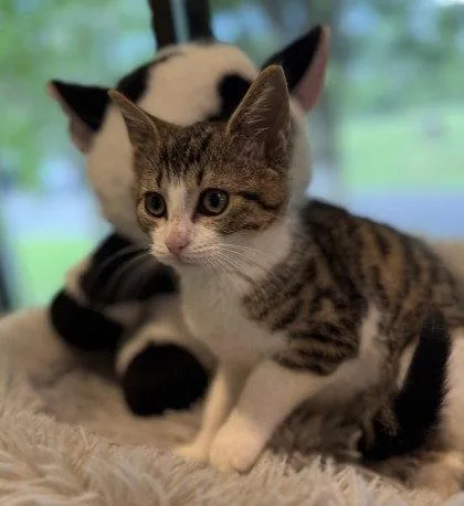 A young small-sized female Domestic Short Hair cat named Harrier for adoption in Midland, VA