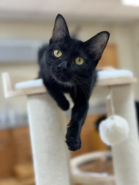 A young small-sized female Black Domestic Short Hair cat named Honey for adoption in Medina, OH