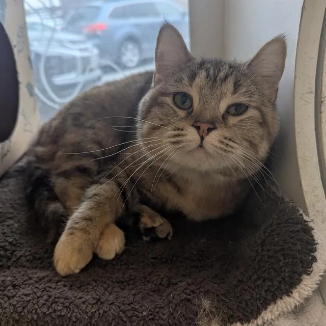 A young small-sized female Domestic Short Hair cat named Anko for adoption in Olivette, MO