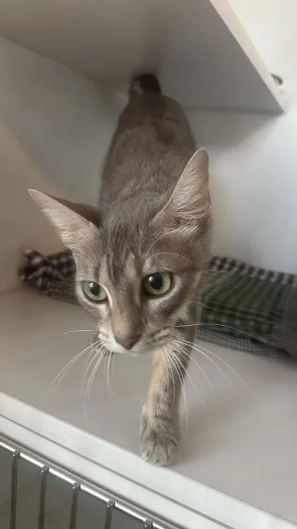 A young small-sized female Domestic Short Hair cat named Darla for adoption in Divide, CO