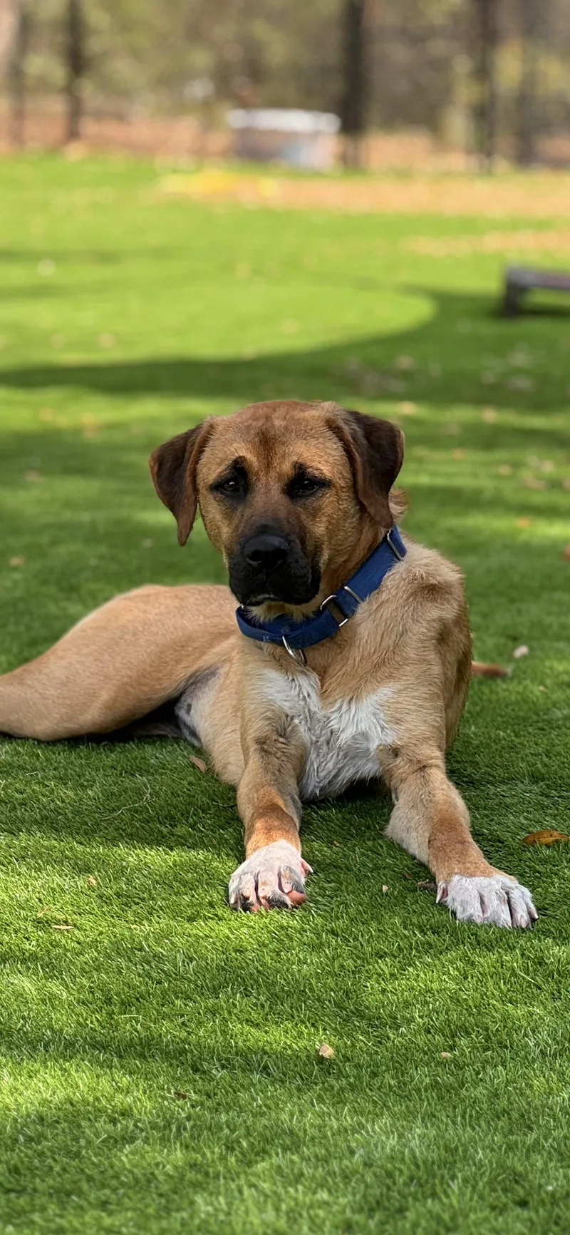 An adult large-sized female Labrador Retriever dog named Aurora for adoption in Pawleys Island, SC