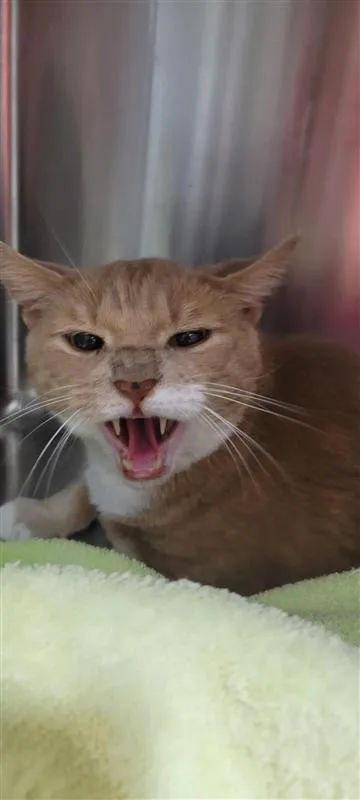 An adult small-sized male Domestic Short Hair cat named Savage for adoption in West Chester, PA