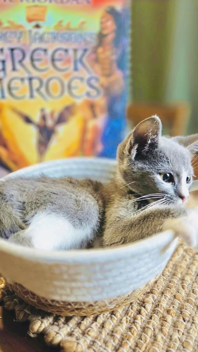 A baby medium-sized female American Shorthair cat named Athena for adoption in Arlington, TX