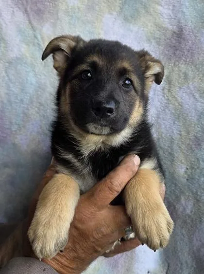 A baby large-sized female Alaskan Malamute dog named Naomi for adoption in Malvern, PA