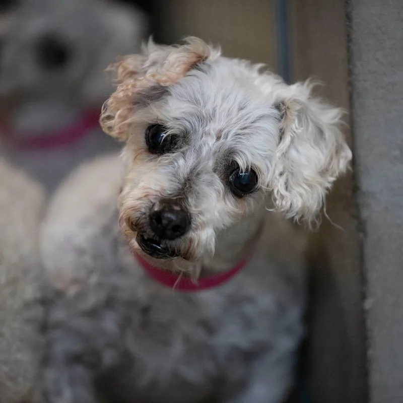 A senior small-sized female White / Cream Bichon Frise dog named Tina for adoption in Peyton, CO