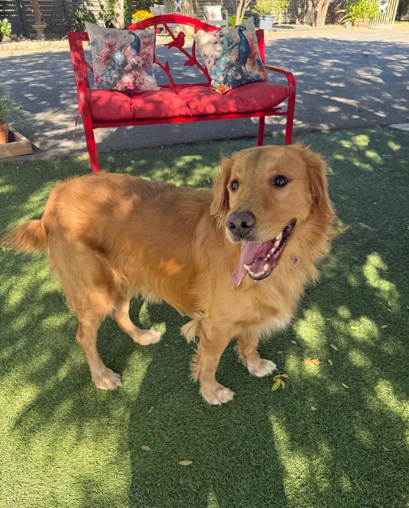 An adult medium-sized male Golden Retriever dog named Seven for adoption in Temecula, CA