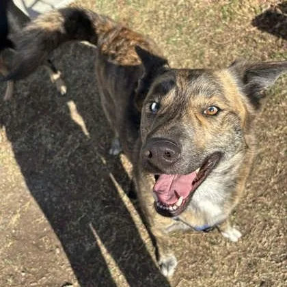 Meatloaf thumbnail 2