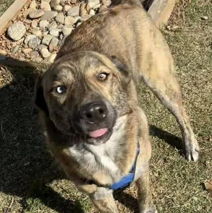 Meatloaf thumbnail 3