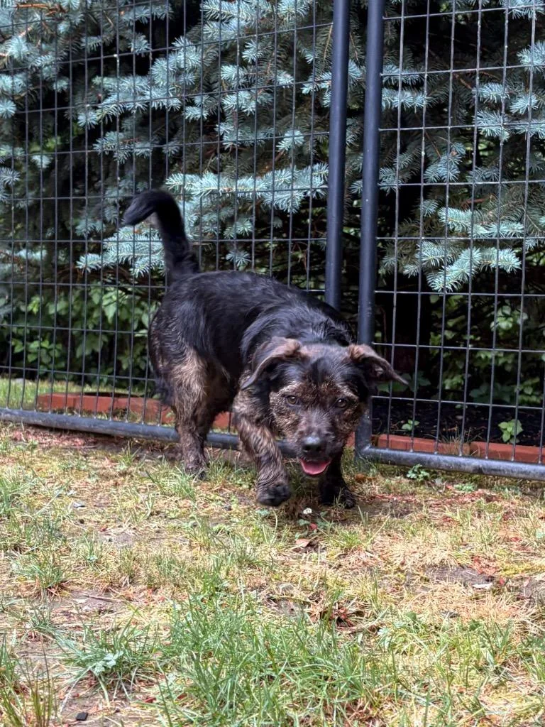 A baby medium-sized female Terrier dog named Estelle for adoption in Fall River, MA