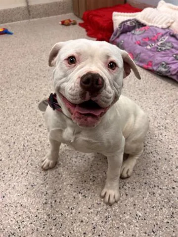 An adult medium-sized female Pit Bull Terrier dog named Stella for adoption in Brighton, CO