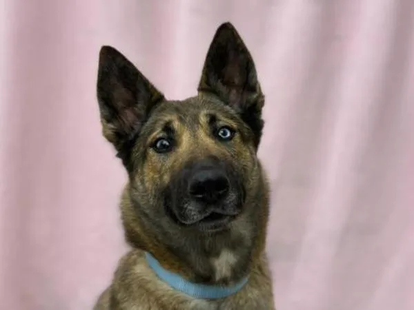 An adult large-sized female Belgian Shepherd / Malinois dog named Larkspur for adoption in Portland, OR