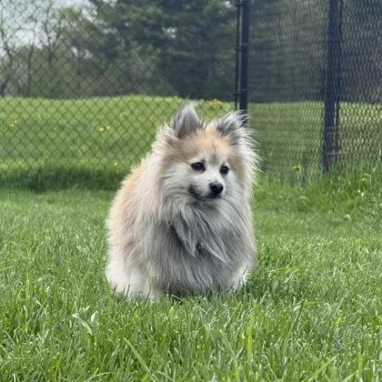 An adult small-sized male Pomeranian dog named Mcfly for adoption in East Montpelier, VT