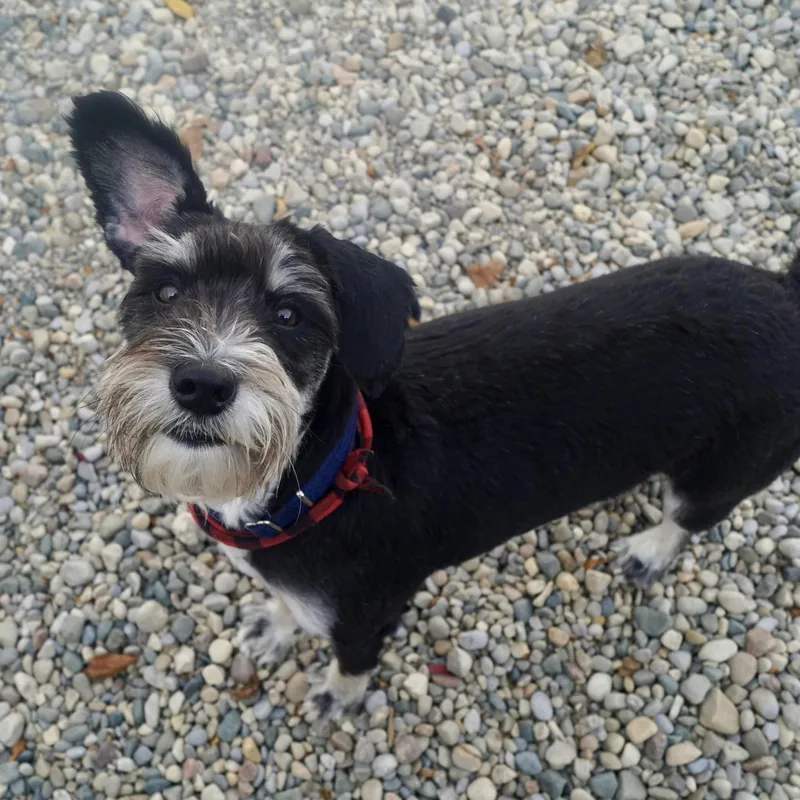 Finnegan thumbnail 2