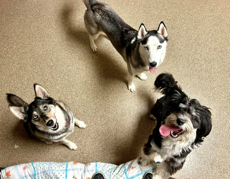 Finnegan thumbnail 3