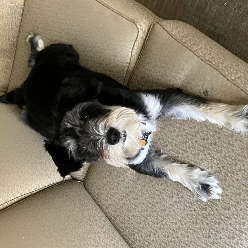 Finnegan thumbnail 4