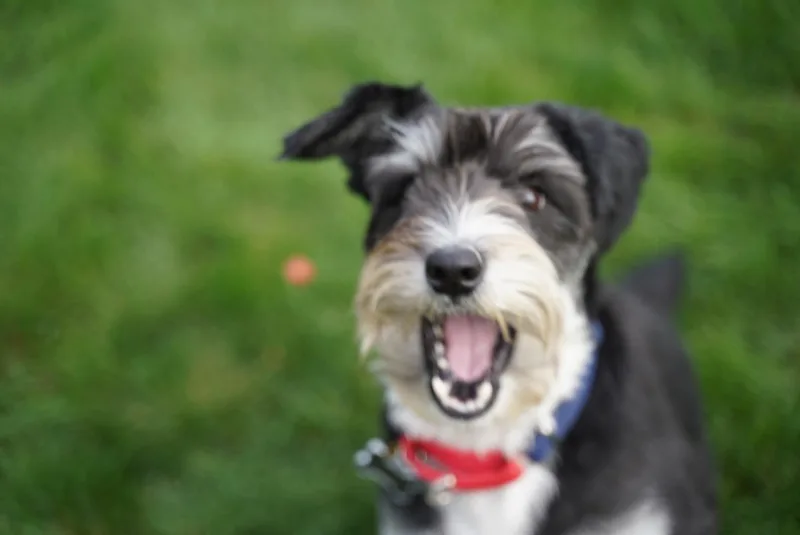 Finnegan thumbnail 5