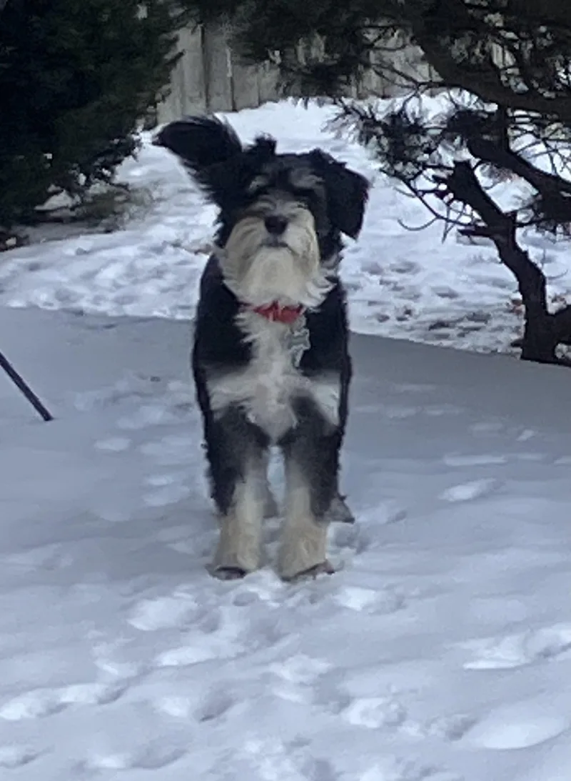 Finnegan thumbnail 6