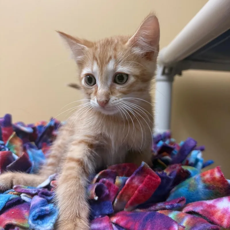 A baby small-sized male Domestic Medium Hair cat named Buttercream for adoption in Naples, FL