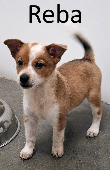 A baby small-sized female Australian Cattle Dog / Blue Heeler dog named Reba for adoption in Mountain View, AR
