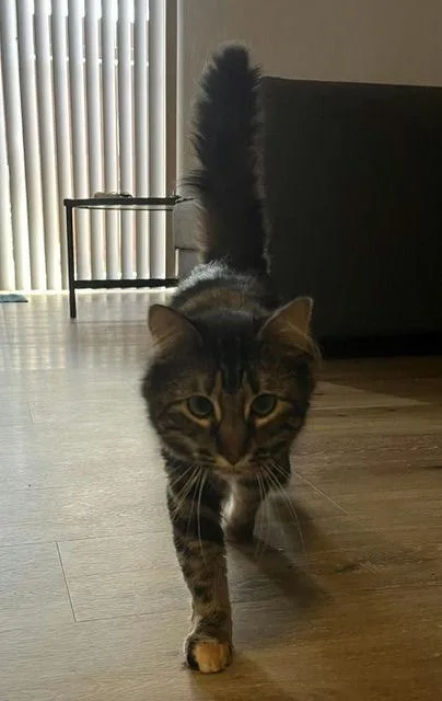 A young medium-sized female Domestic Medium Hair cat named Bonnie for adoption in Denton, TX