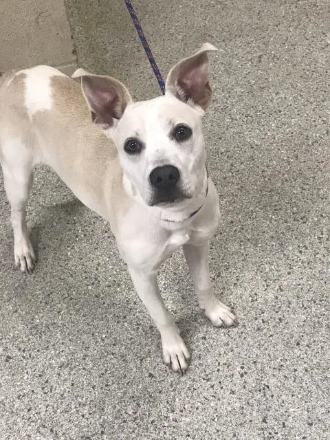 A young medium-sized female Pit Bull Terrier dog named Maybelline for adoption in Conroe, TX
