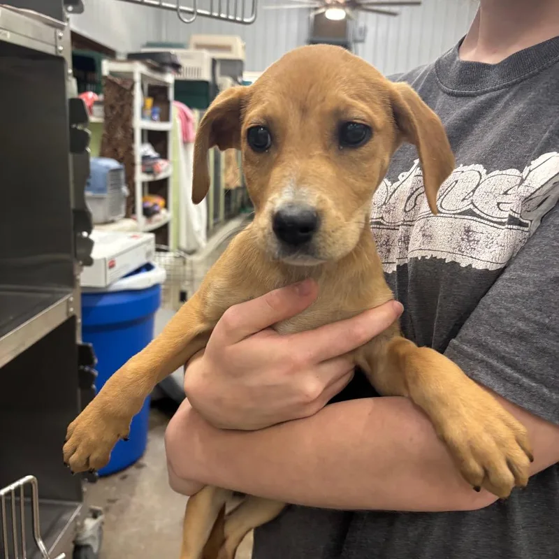 A baby small-sized female Mixed Breed dog named Pancake for adoption in Corbin, KY