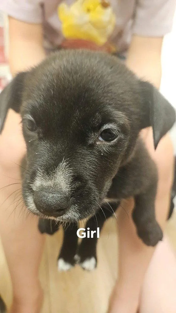 A baby medium-sized female Terrier dog named Bunsen for adoption in St. Helens, OR