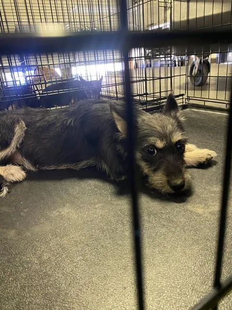 A young medium-sized male Terrier dog named Zach for adoption in Bakersfield, CA